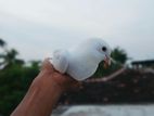 Pigeon