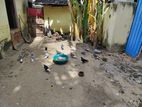 Pigeon