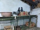 Pigeon