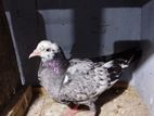 Pigeon