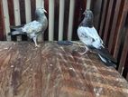 Pigeons