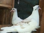 Pigeon