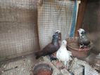 Pigeons
