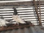 Pigeons