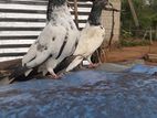 Pigeons