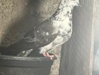 Pigeon