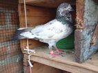 Pigeon
