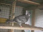 pigeon