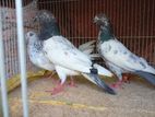 Pigeon