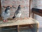 Pigeons