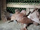 Pigeons