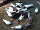 Pigeons