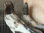 pigeon