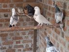 Pigeon