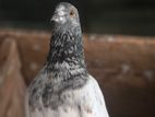 Pigeon
