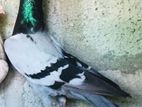 Pigeons