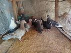 Pigeons