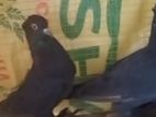 Pigeon