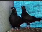 pigeon