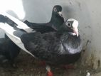 Pigeon