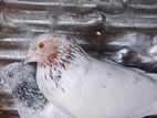 Pigeon
