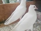 pigeon