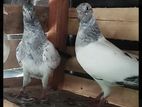 Pigeon