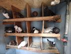 Pigeon