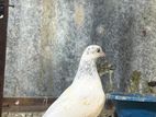 pigeon
