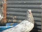 pigeon