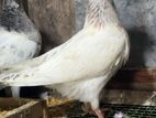 Pigeons