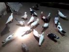 Pigeons