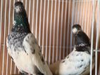 Pigeon