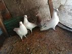 Pigeon