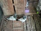 Pigeons
