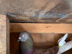 Pigeons