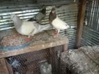 Pigeon