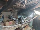 Pigeons