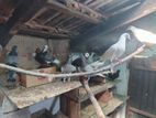 Pigeon