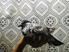 pigeon