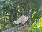 Pigeon