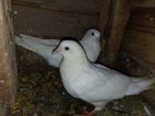 Pigeons