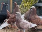 Pigeons