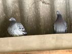Pigeon