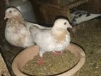 Pigeon