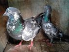 pigeon