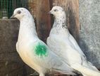 Pigeon