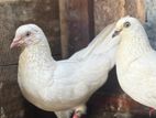 Pigeon