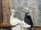 Pigeon