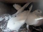 Pigeon